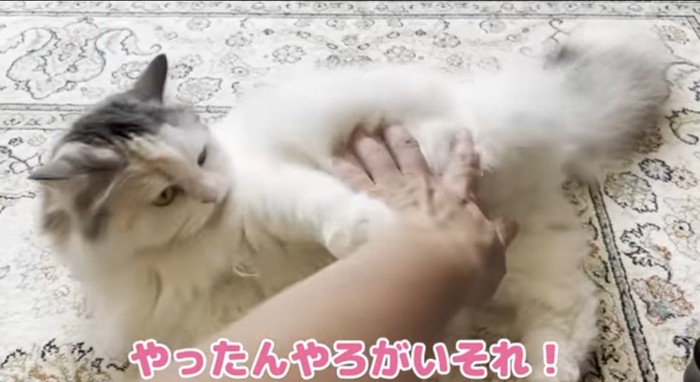 怒っている猫