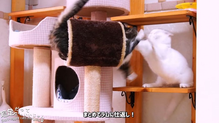 喧嘩する2匹の猫