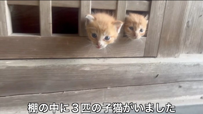 祠の隙間から投稿者を見つめる2匹の子猫