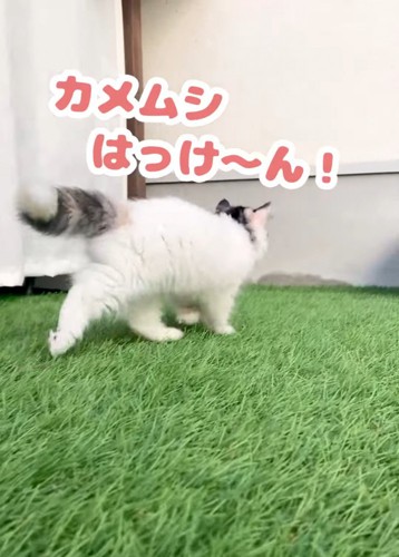 歩く猫の後ろ姿