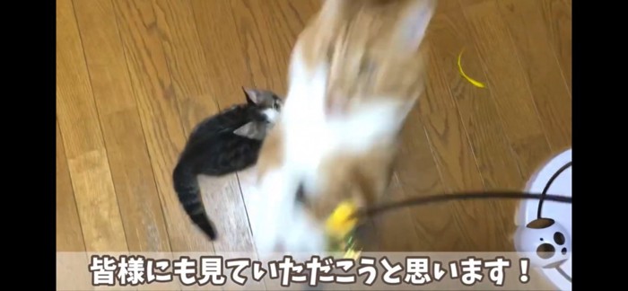 猫じゃらしに飛びつく猫ちゃん達