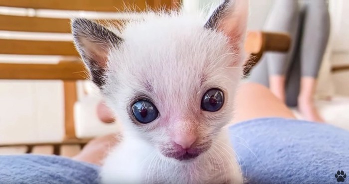 大きな目と耳の子猫