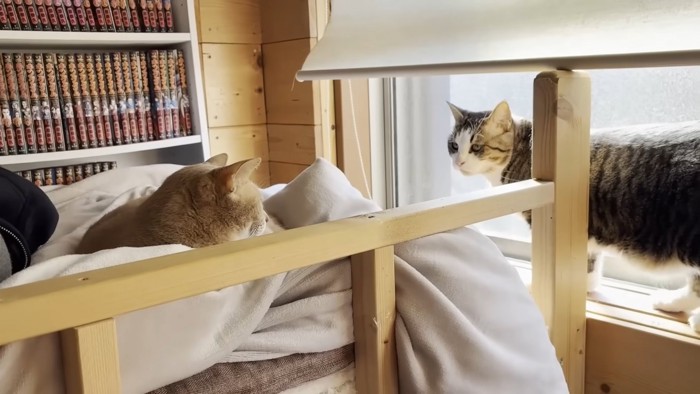 窓枠を歩く猫ちゃん