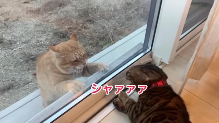 威嚇し合う2匹の猫