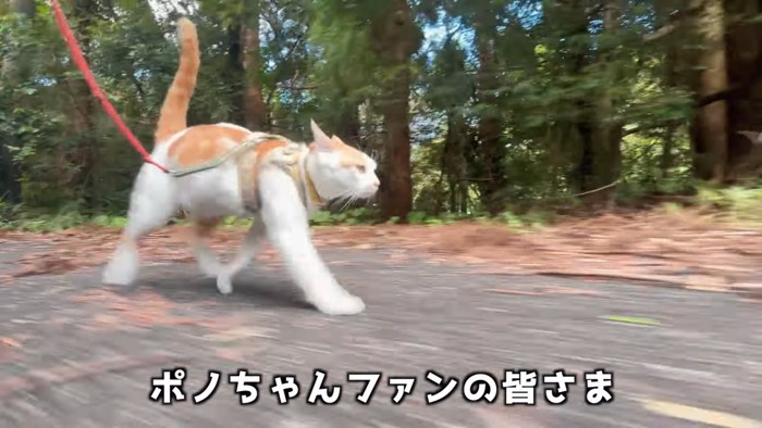 散歩中の猫