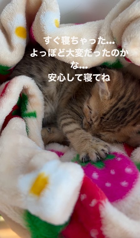 疲れて寝てしまう猫