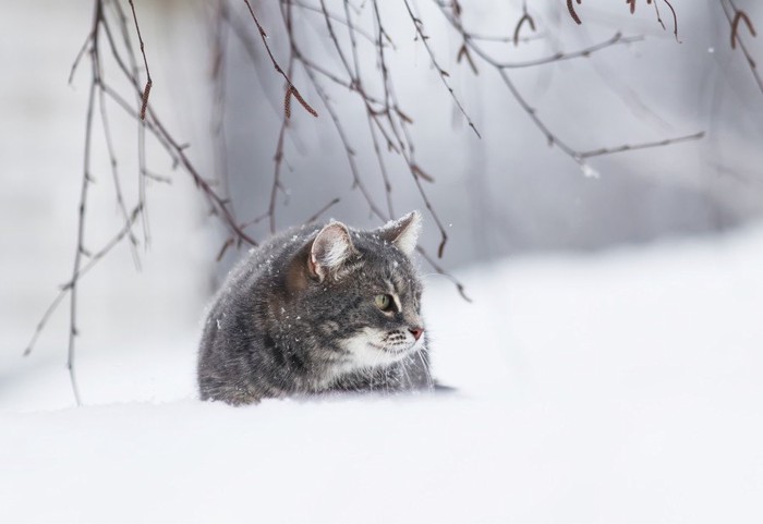 周りを見る猫