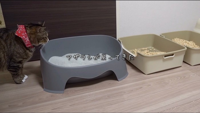 砂の入った猫用トイレを見つめるキジトラ猫