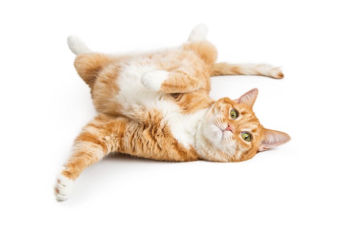 寝転がる猫