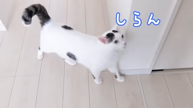 しらん