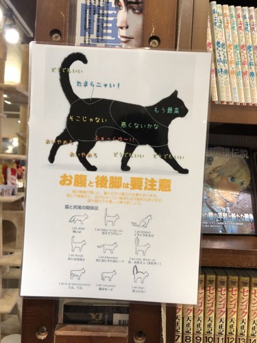 猫の取扱説明書