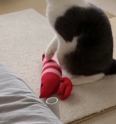 猫の手から落ちたエビのぬいぐるみ