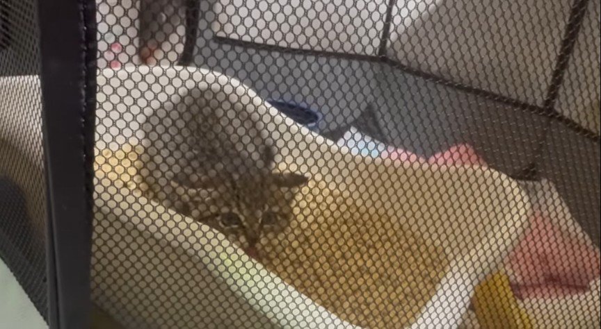保護された子猫