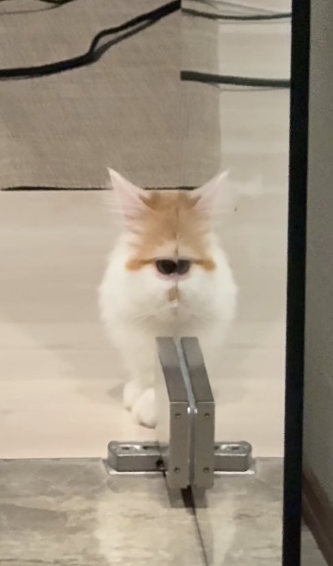 ガラス戸に顔の半分が反射している猫(アップ目がくっついている)