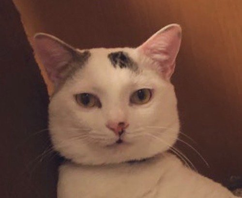 カメラを見つめる猫の顔