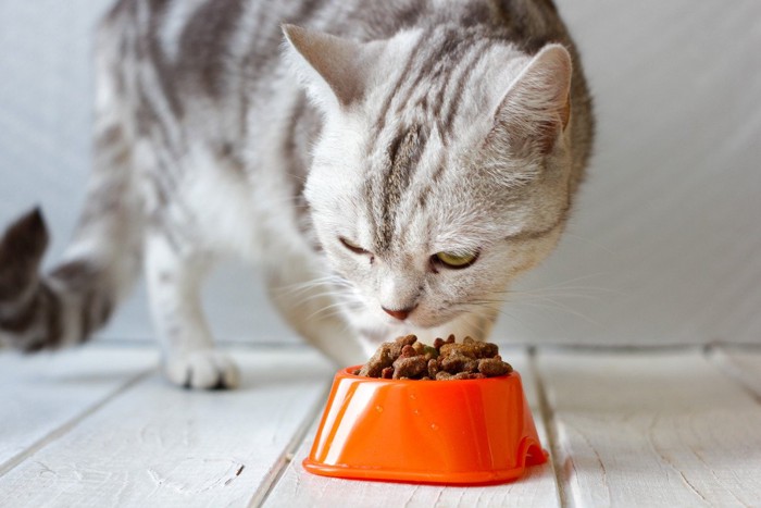 プラスチック製の食器でご飯を食べる猫