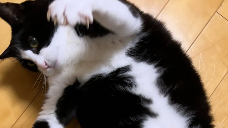 室内にいる猫