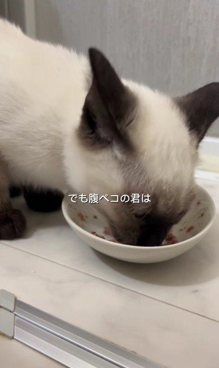 ごはんを食べる猫
