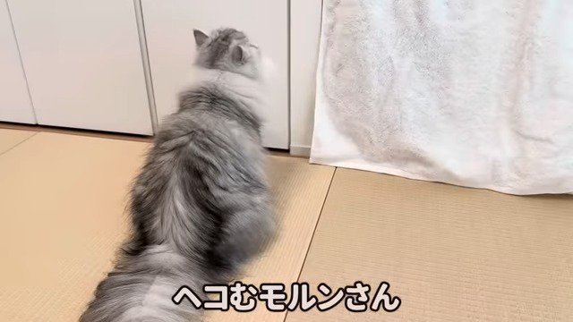 モルンくんの後ろ姿