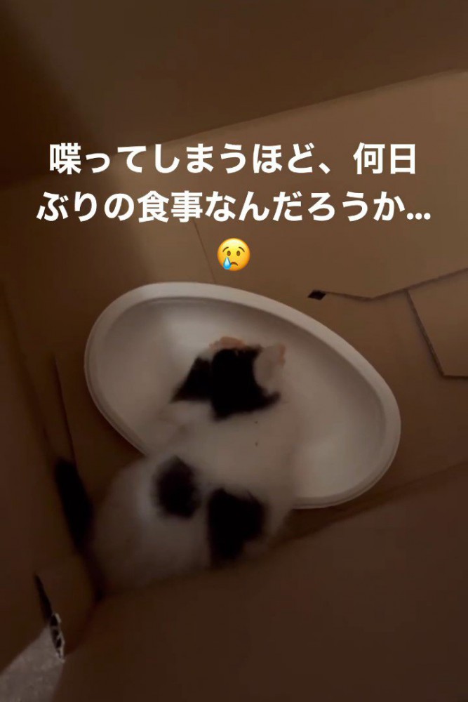 頭を左に傾けて食べる子猫