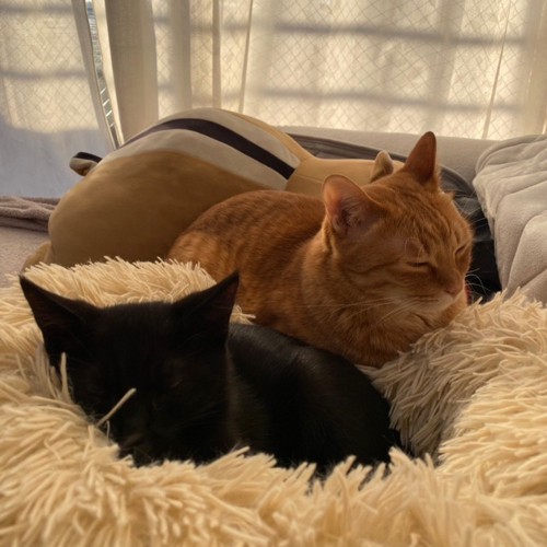 並んでくつろぐ2匹の猫