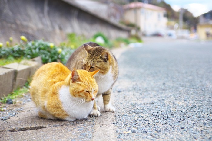 毛づくろいし合う二匹の猫