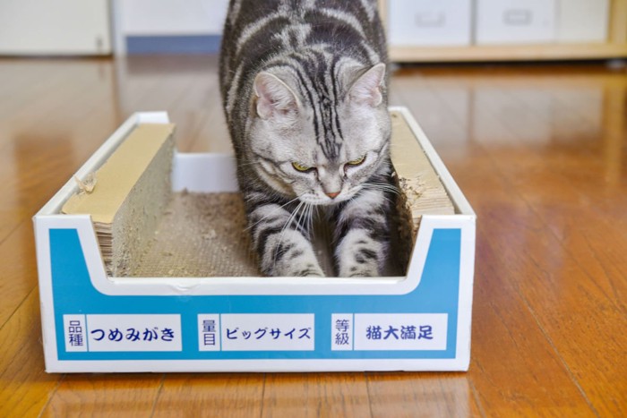 .猫用の爪研ぎで爪を研ぐ猫