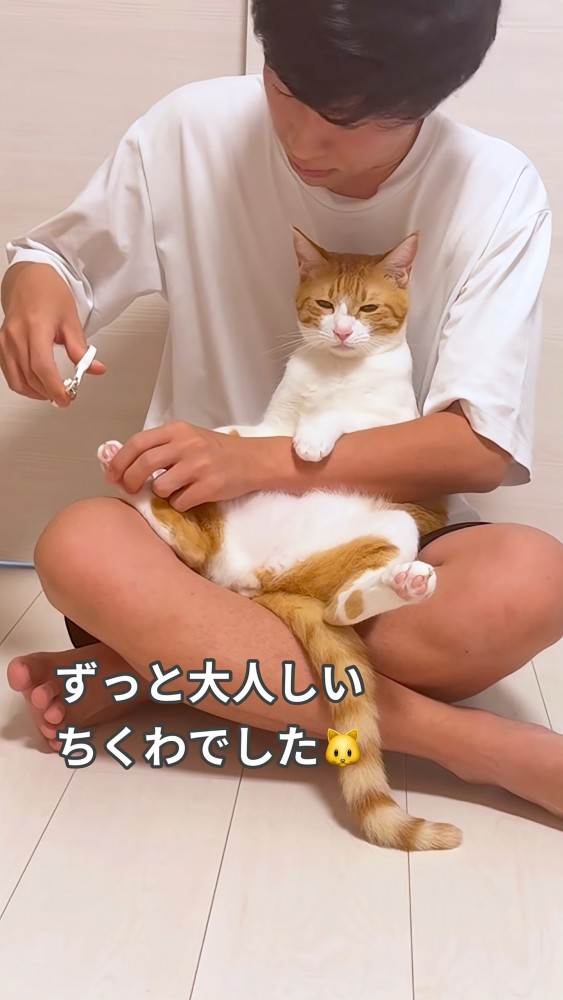 爪を切られる猫