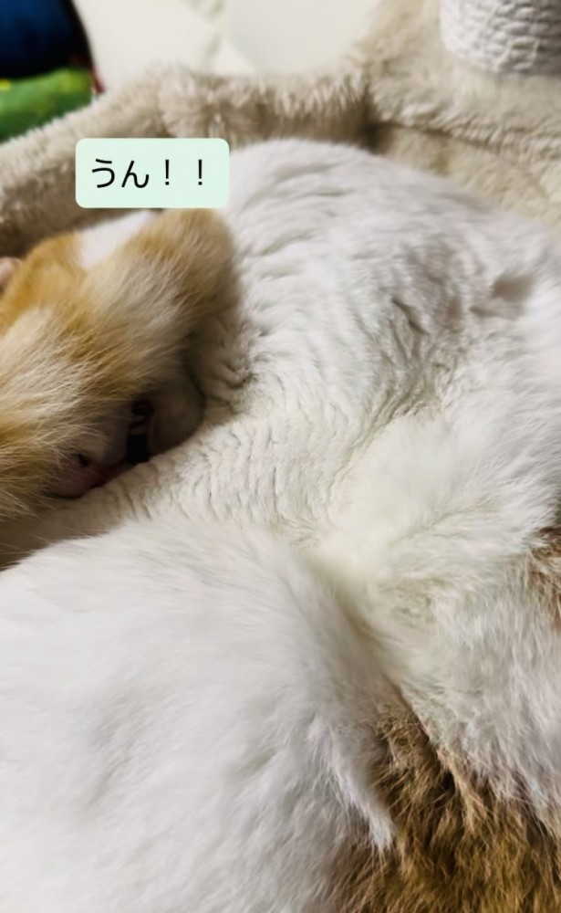 キャットタワーのベッドで寝る保護猫