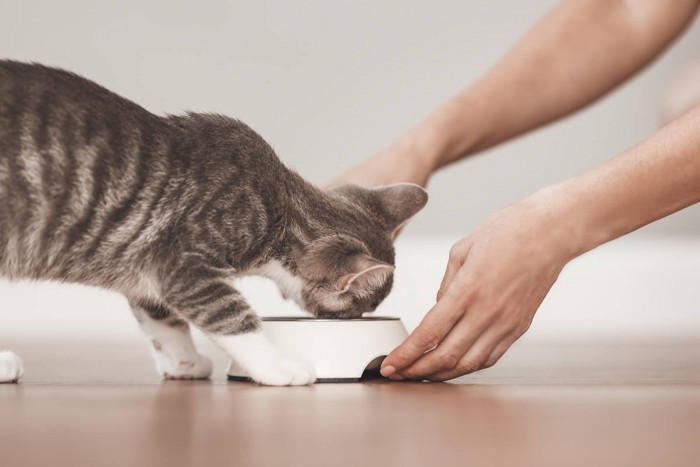 用意されたフードを食べる猫