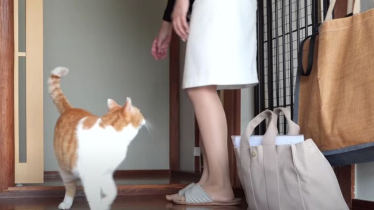 玄関にいる女性と猫