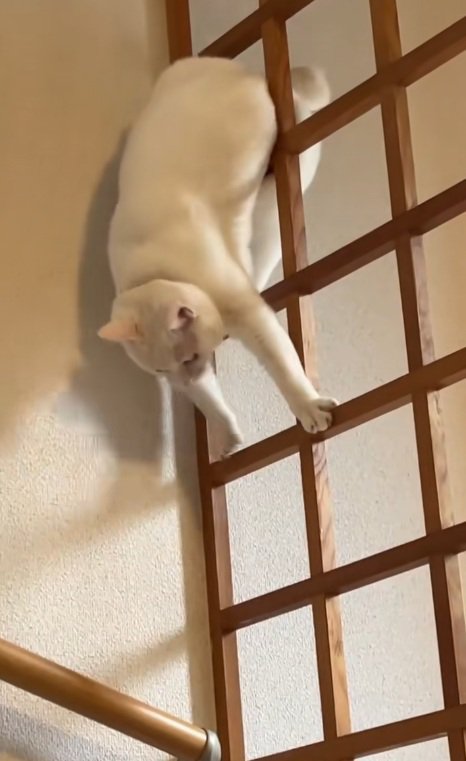 格子に前足をつく白猫