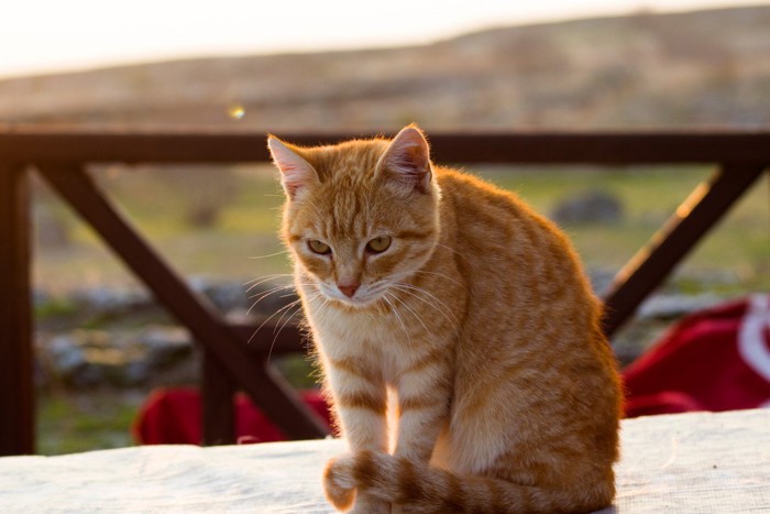 テーブルの上の猫