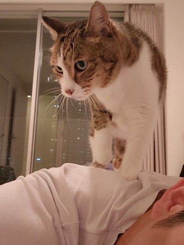 カメラの方を向く猫