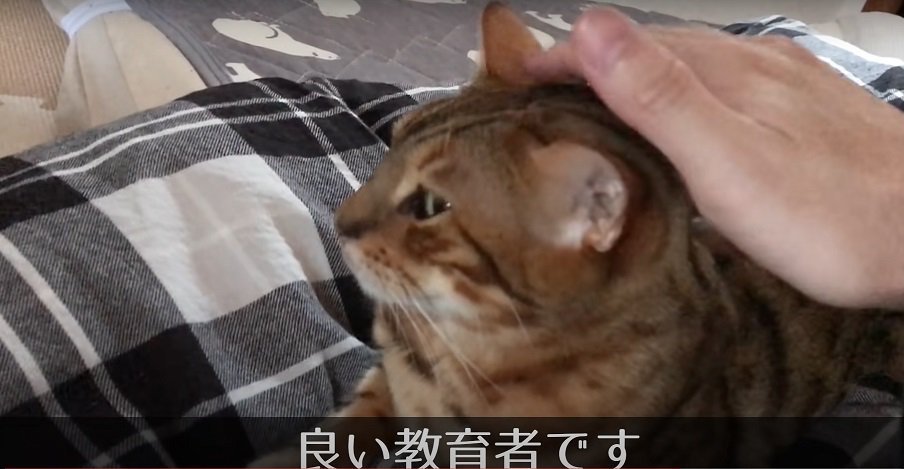 頭を撫でられる猫