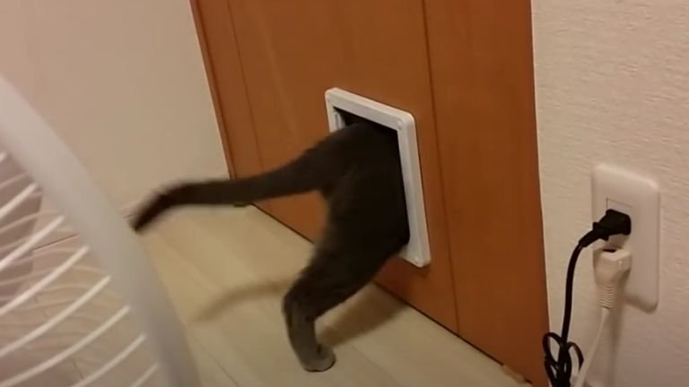 部屋から出ていく猫