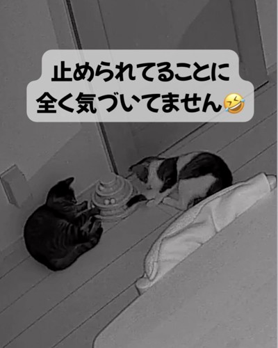 悪戦苦闘するキジ白猫