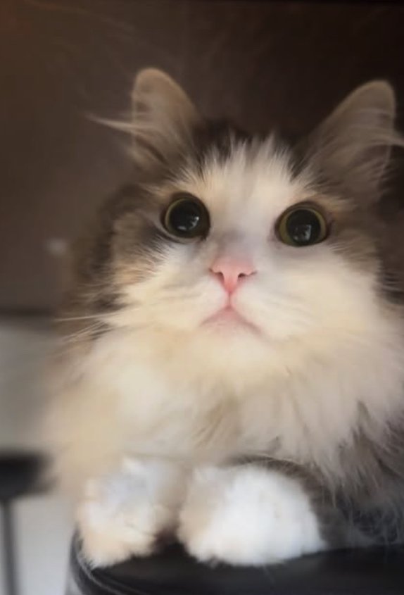 暗がりで香箱座りしている猫の顔アップ