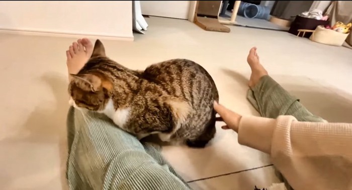 撫でられる猫