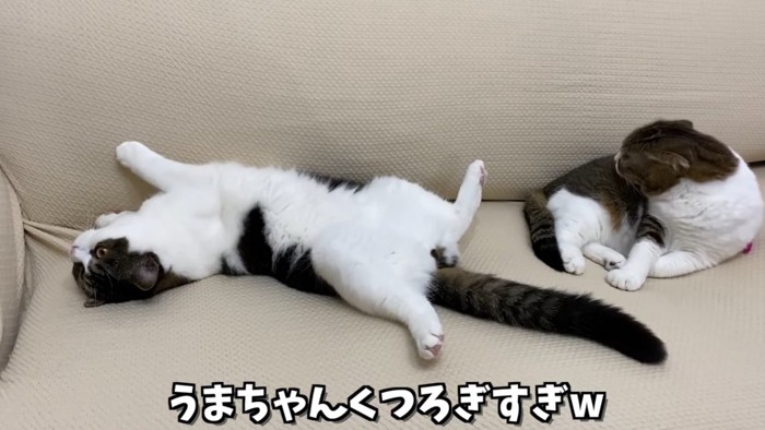 仰向けの猫