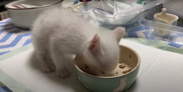 ご飯を食べている子猫