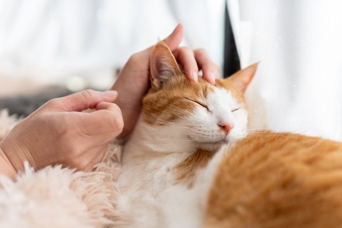 かわいい飼い猫を撫でる飼い主