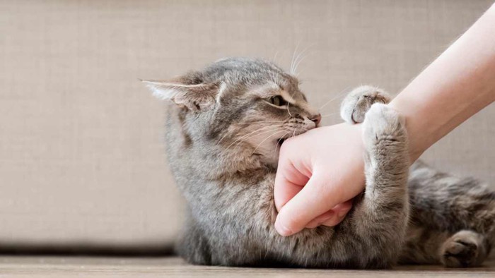 怒って飼い主さんに噛みつく猫