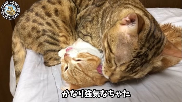 グルーミングされる子猫