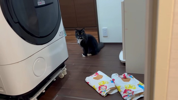 洗濯機の奥に座る猫ちゃん