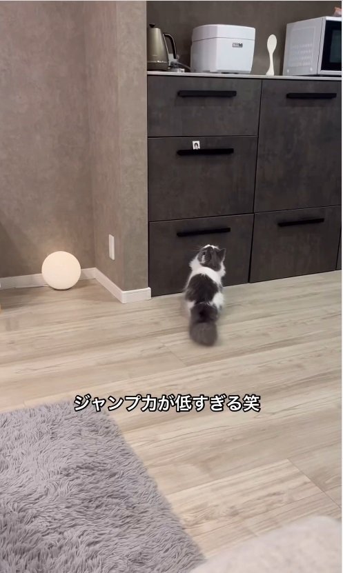 狙う猫%%