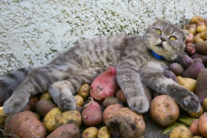 美味しそうに食べる猫