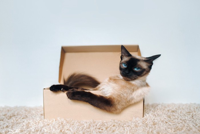 箱の中でカッコいいポーズをきめる猫