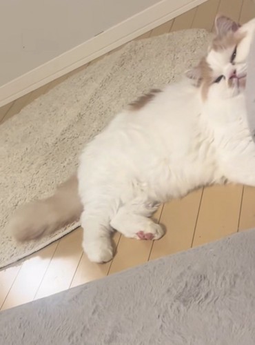 不機嫌そうな猫