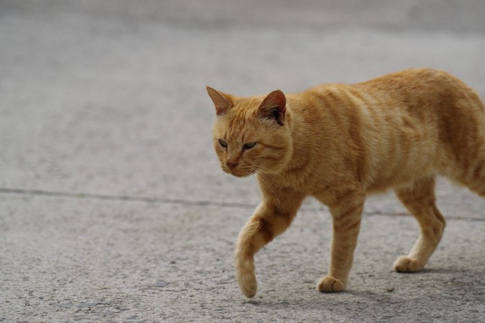 歩く猫